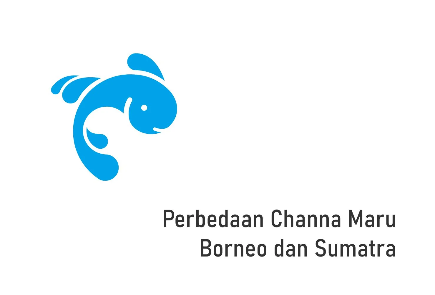 Perbedaan Channa Maru Borneo dan Sumatra